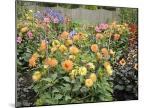 Dahlia Border in Full Flower in Summer Garden, Norfolk, UK-Gary Smith-Mounted Photographic Print