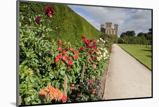 Dahlia Border-Eleanor Scriven-Mounted Photographic Print