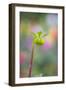 Dahlia Bud-Cora Niele-Framed Photographic Print