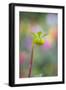 Dahlia Bud-Cora Niele-Framed Photographic Print