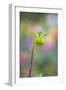 Dahlia Bud-Cora Niele-Framed Photographic Print