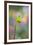 Dahlia Bud-Cora Niele-Framed Photographic Print