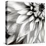 Dahlia BW-Tom Quartermaine-Stretched Canvas