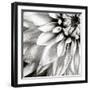 Dahlia BW-Tom Quartermaine-Framed Giclee Print