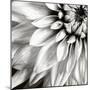 Dahlia BW-Tom Quartermaine-Mounted Giclee Print