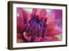 Dahlia Centre Pink Purple-Cora Niele-Framed Giclee Print