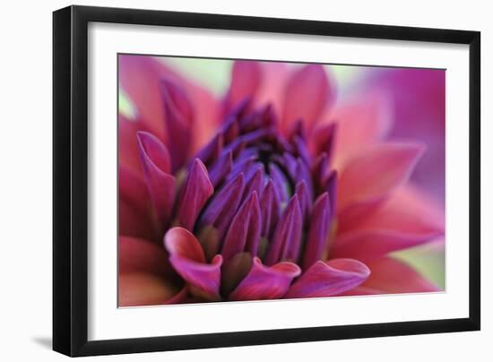 Dahlia Centre Pink Purple-Cora Niele-Framed Giclee Print