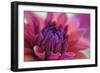 Dahlia Centre Pink Purple-Cora Niele-Framed Giclee Print