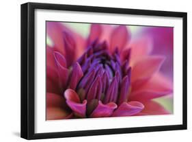 Dahlia Centre Pink Purple-Cora Niele-Framed Giclee Print