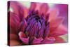 Dahlia Centre Pink Purple-Cora Niele-Stretched Canvas