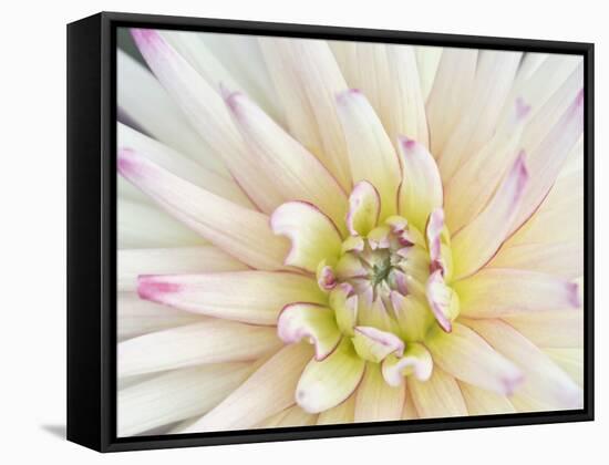 Dahlia Close-Up, Bellevue Botanical Garden, Bellevue, Washington, Usa-Rob Tilley-Framed Stretched Canvas