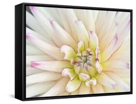 Dahlia Close-Up, Bellevue Botanical Garden, Bellevue, Washington, Usa-Rob Tilley-Framed Stretched Canvas