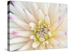 Dahlia Close-Up, Bellevue Botanical Garden, Bellevue, Washington, Usa-Rob Tilley-Stretched Canvas