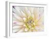 Dahlia Close-Up, Bellevue Botanical Garden, Bellevue, Washington, Usa-Rob Tilley-Framed Photographic Print