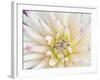 Dahlia Close-Up, Bellevue Botanical Garden, Bellevue, Washington, Usa-Rob Tilley-Framed Photographic Print