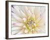 Dahlia Close-Up, Bellevue Botanical Garden, Bellevue, Washington, Usa-Rob Tilley-Framed Photographic Print