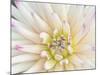 Dahlia Close-Up, Bellevue Botanical Garden, Bellevue, Washington, Usa-Rob Tilley-Mounted Photographic Print