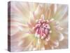 Dahlia Close Up I-Kathy Mahan-Stretched Canvas