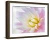 Dahlia Close Up II-Kathy Mahan-Framed Photographic Print