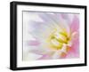 Dahlia Close Up II-Kathy Mahan-Framed Photographic Print