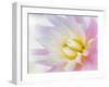 Dahlia Close Up II-Kathy Mahan-Framed Photographic Print