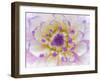 Dahlia Close Up III-Kathy Mahan-Framed Photographic Print