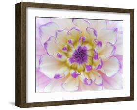 Dahlia Close Up III-Kathy Mahan-Framed Photographic Print