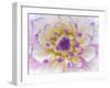 Dahlia Close Up III-Kathy Mahan-Framed Photographic Print