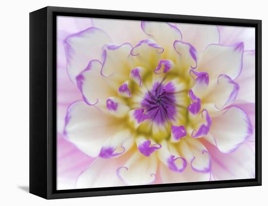 Dahlia Close Up III-Kathy Mahan-Framed Stretched Canvas