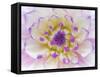 Dahlia Close Up III-Kathy Mahan-Framed Stretched Canvas