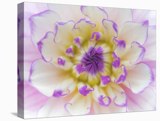 Dahlia Close Up III-Kathy Mahan-Stretched Canvas