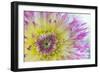 Dahlia Close Up IV-Kathy Mahan-Framed Photographic Print