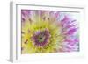 Dahlia Close Up IV-Kathy Mahan-Framed Photographic Print