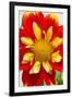 Dahlia Closeup-Charles Bowman-Framed Premium Photographic Print