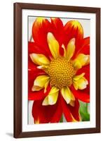 Dahlia Closeup-Charles Bowman-Framed Photographic Print