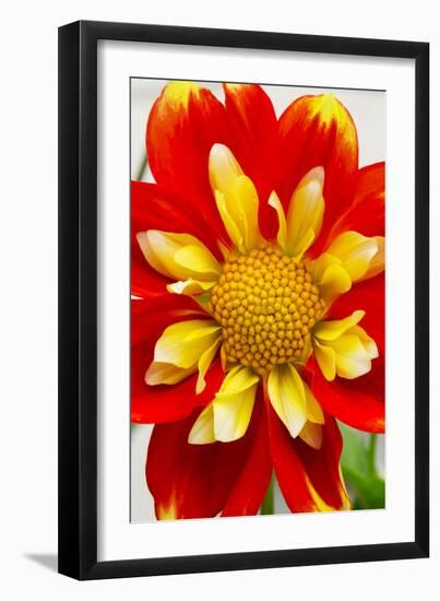 Dahlia Closeup-Charles Bowman-Framed Premium Photographic Print