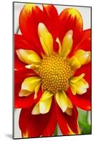 Dahlia Closeup-Charles Bowman-Mounted Photographic Print