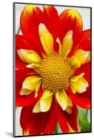 Dahlia Closeup-Charles Bowman-Mounted Photographic Print