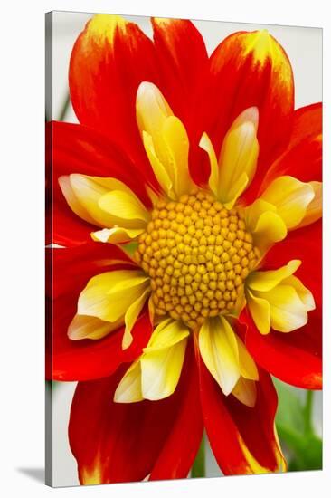 Dahlia Closeup-Charles Bowman-Stretched Canvas