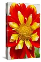 Dahlia Closeup-Charles Bowman-Stretched Canvas