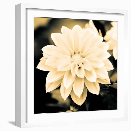 Dahlia Cream I-Joseph Eta-Framed Giclee Print