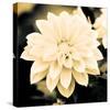 Dahlia Cream I-Joseph Eta-Stretched Canvas