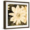 Dahlia Cream II-Joseph Eta-Framed Giclee Print