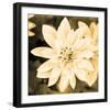 Dahlia Cream II-Joseph Eta-Framed Giclee Print