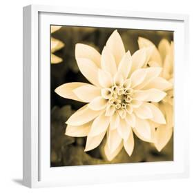 Dahlia Cream II-Joseph Eta-Framed Giclee Print