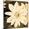 Dahlia Cream II-Joseph Eta-Mounted Giclee Print