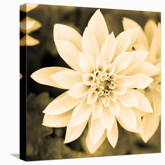 Dahlia Cream II-Joseph Eta-Stretched Canvas