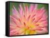Dahlia Cultivar Abstract Close Up of Petal Formation, UK-Gary Smith-Framed Stretched Canvas