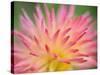 Dahlia Cultivar Abstract Close Up of Petal Formation, UK-Gary Smith-Stretched Canvas