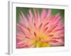 Dahlia Cultivar Abstract Close Up of Petal Formation, UK-Gary Smith-Framed Photographic Print